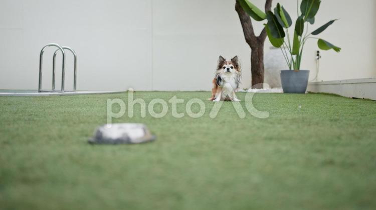カメラ目線で遠くにいる犬とエサ入れ チワワ,犬,動物の写真素材