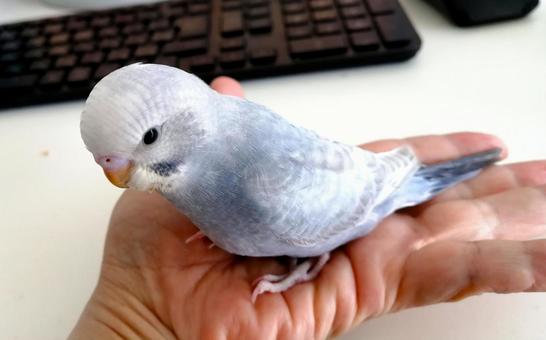 Budgerigar, JPG Budgerigar, JPG