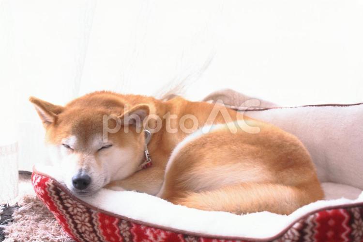 柴犬のお昼寝/冬 犬,柴犬,お昼寝の写真素材
