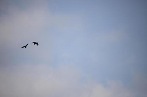 鳥と空No.18 空,晴れ,背景紙の写真素材