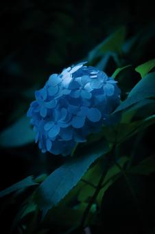 紫陽花 紫陽花の写真