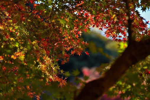 紅葉 紅葉の写真