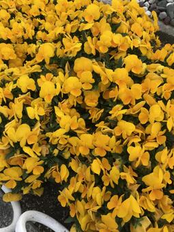 すみれ 花,自然,葉の写真素材