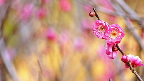 梅の花-274 梅の花-274の写真