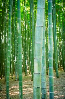 栃木県　竹林 栃木,栃木県,宇都宮市の写真素材