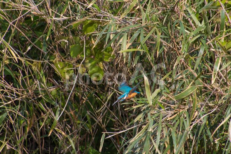エサを獲るカワセミ カワセミ,鳥,バードの写真素材