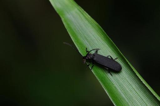 ヒメクロハナボタル? ヒメクロハナボタル? ヒメクロハナボタル,ホタル,甲虫の写真素材