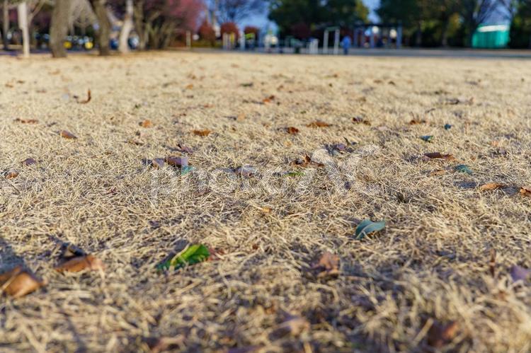 冬の公園の落ち葉と枯れた芝 自然,屋外,動物の写真素材
