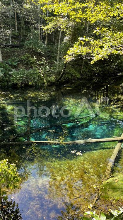 【北海道】神秘的な神の子池 神の子池,池,北海道の写真素材
