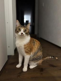 三毛猫 みつめる 三毛猫 みつめるの写真