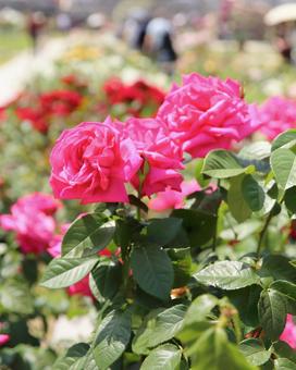 ピンクのバラの花の写真