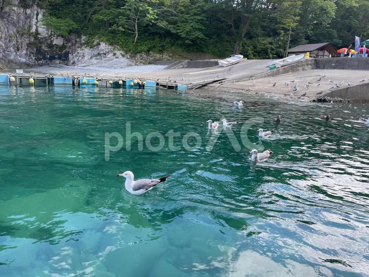 うみねこと青い海　岩手県 うみねこ,海,岩手県の写真素材