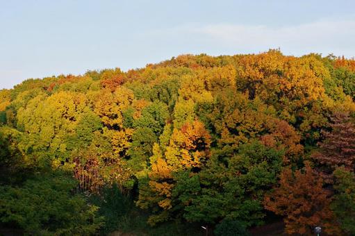 晩秋の里山 紅葉,黄葉,里山の写真素材
