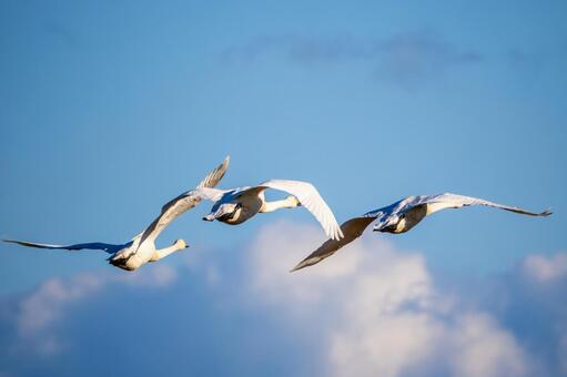 オオハクチョウ(102) 鳥,オオハクチョウ,ハクチョウの写真素材
