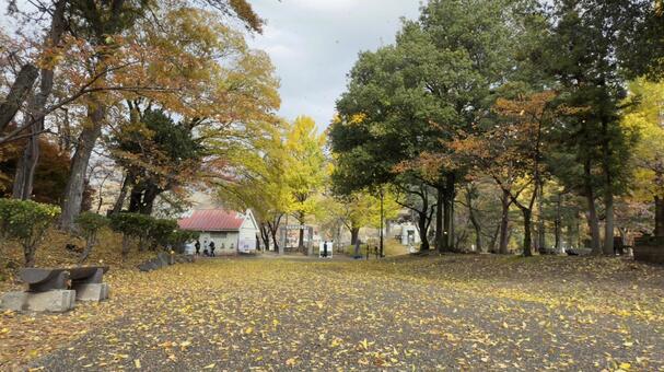 銀杏の紅葉と落ち葉が風邪で舞う　上田城 木の実,落葉,落ち葉の写真素材