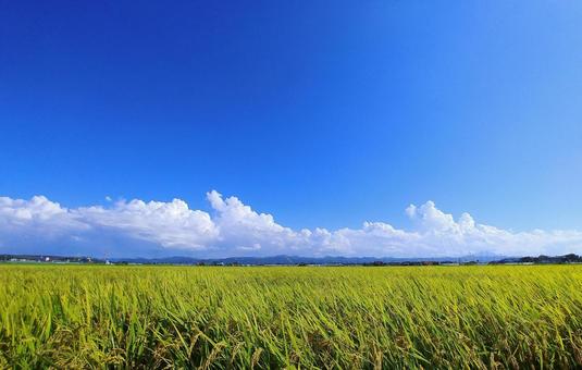 夏から秋の田園風景・青空 夏から秋の田園風景・青空 田園風景,稲作,米の写真素材