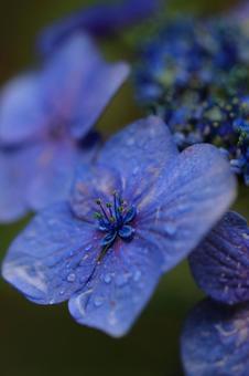 紫陽花 紫陽花の写真