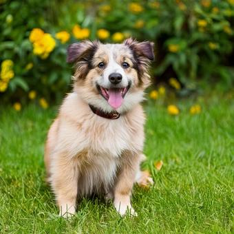 笑っている子犬 笑っている子犬の写真