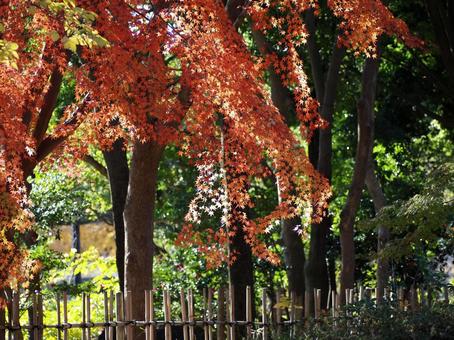 公園の紅葉 公園の紅葉の写真