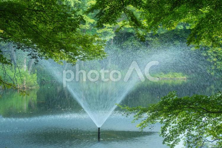［東京都武蔵野市］井の頭恩賜公園｜夏 井の頭恩賜公園,井の頭池,噴水の写真素材