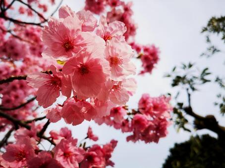 桜 桜の写真