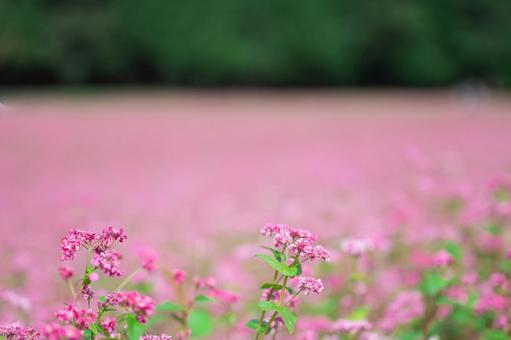 一面に広がる赤そばの花畑 一面に広がる赤そばの花畑 赤そば,蕎麦の花,高嶺ルビーの写真素材