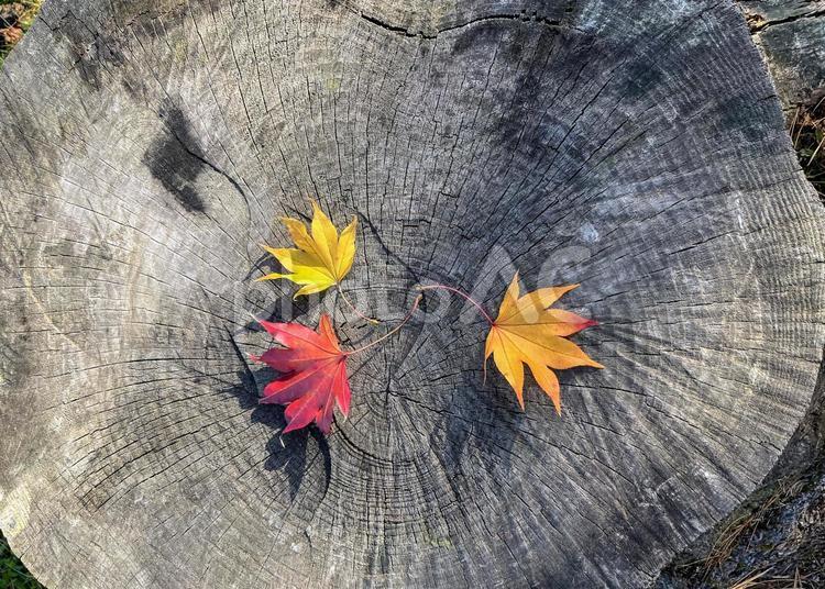 切り株の上の紅葉02ヨコ 秋,紅葉,もみじの写真素材