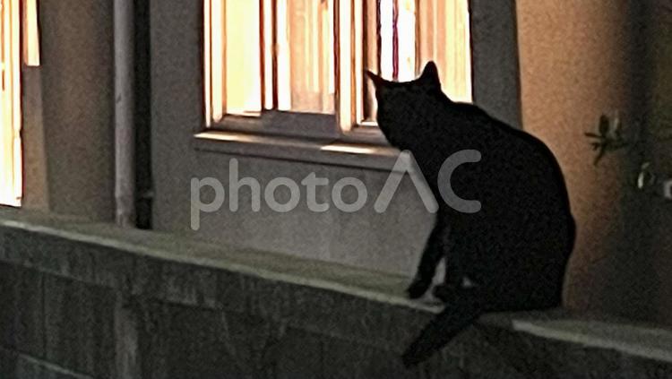 黒猫のシルエットシルエット 猫,哺乳類,小動物の写真素材