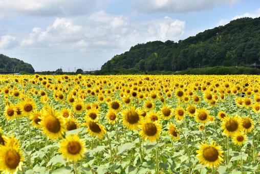 青空とヒマワリの花 青空とヒマワリの花の写真