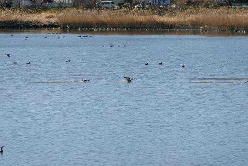 水面に着水するオナガガモ オナガガモ,鴨,渡り鳥の写真素材