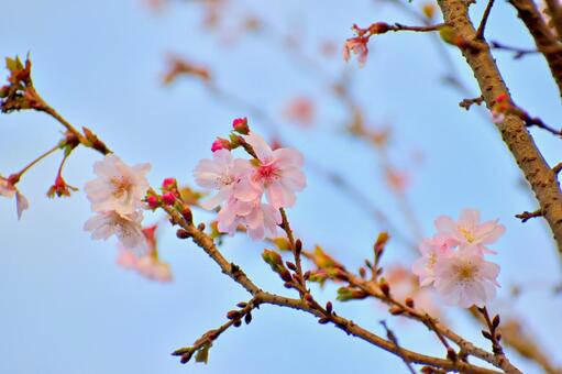 冬桜1 冬桜,四季桜,寒桜の写真素材
