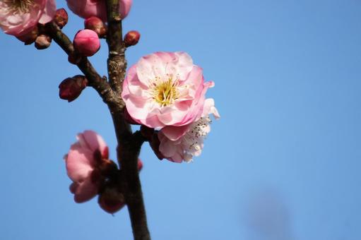 梅の花 梅の花の写真