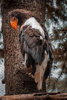 森のオオワシ立ち姿 オオワシ,ワシ,猛禽類の写真素材