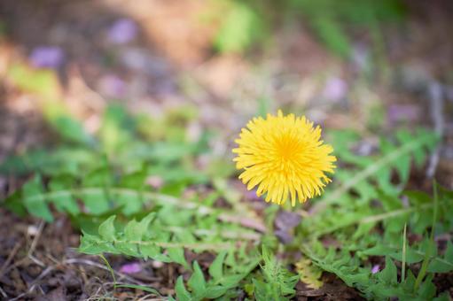 日陰に元気に咲く一輪のたんぽぽの花 タンポポ,花,一輪の写真素材