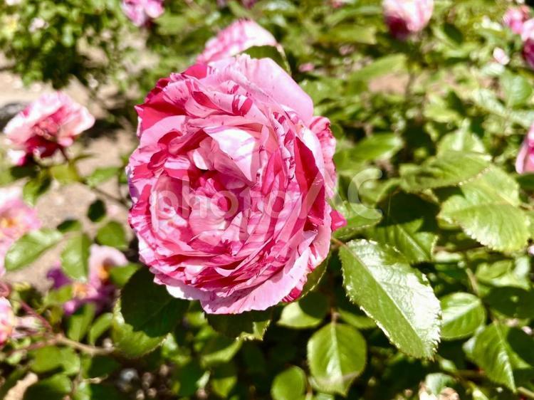 鮮やかなピンク色のバラの写真 画像,風景,自然の写真素材