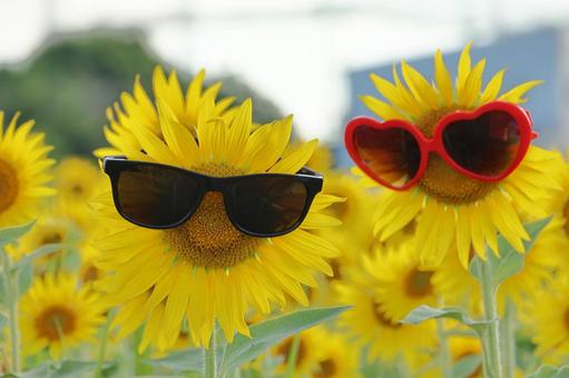 ひまわり畑のカップル ひまわり畑のカップル ひまわり,畑,向日葵の写真素材