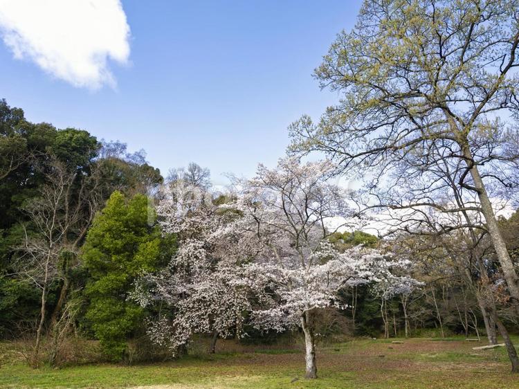 公園の満開の桜 青空,桜,ソメイヨシノの写真素材