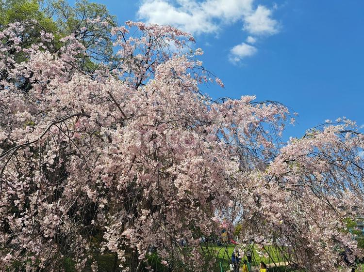 晴天の垂れ桜 桜,花見,お花見の写真素材