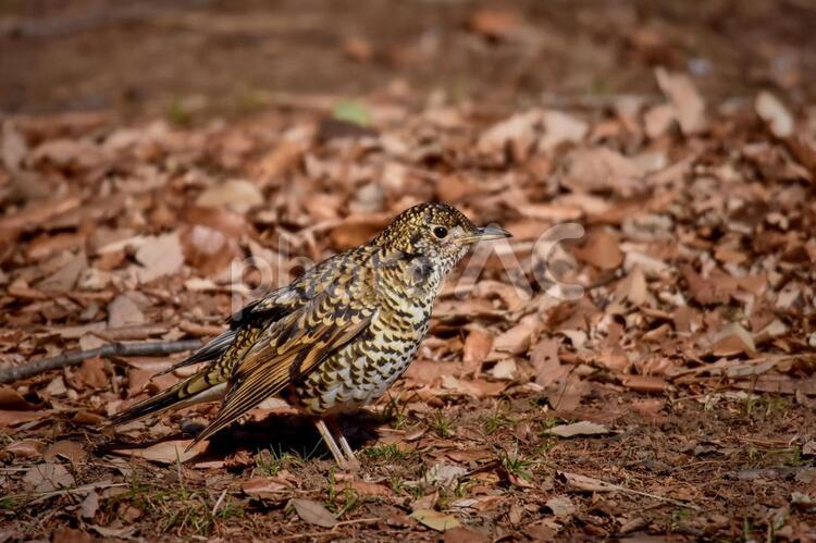 落ち葉の下のエサを探すトラツグミ 冬,野鳥,山の鳥の写真素材