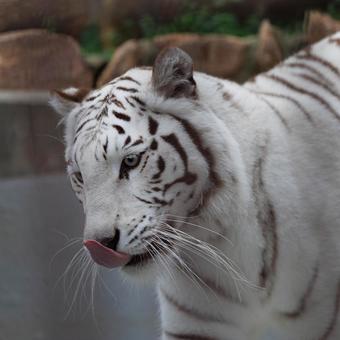 ホワイトタイガー ホワイトタイガー,虎,動物の写真素材