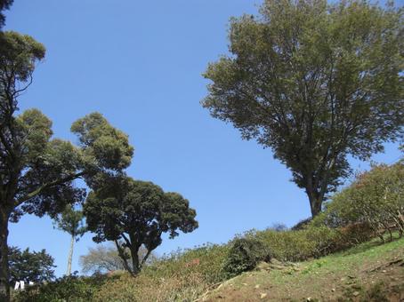 山の斜面の木-1 山の斜面の木-1の写真