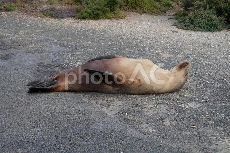 オーストラリア・カンガルー島・シールベイ自然保護区のアシカ　その4 自然,野生動物,鰭脚類の写真素材