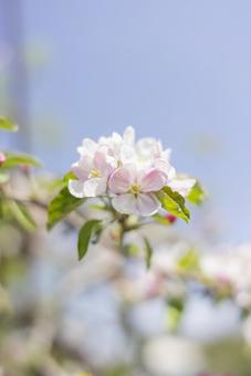 青空に映える果樹園のリンゴの花 青空に映える果樹園のリンゴの花 りんご,春,花の写真素材