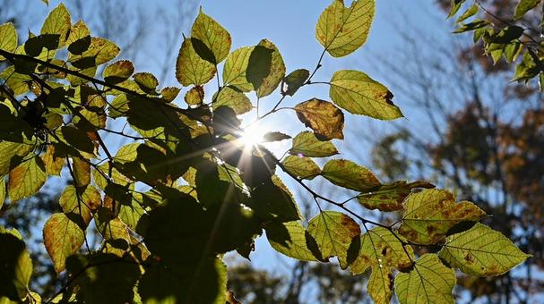 木漏れ日と秋の葉 木漏れ日,葉っぱ,逆光の写真素材