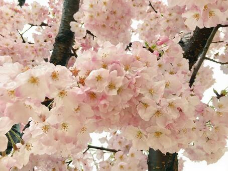 桜 桜の写真