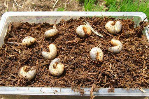 カブトムシの幼虫 カブトムシの幼虫の写真