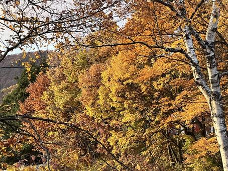 紅葉 秋,紅葉,自然の写真素材