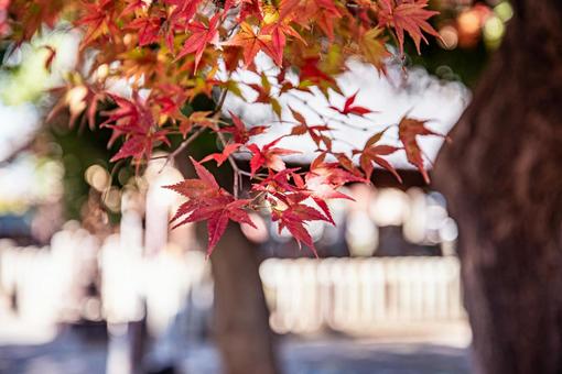 神社と紅葉の風景 神社と紅葉の風景の写真