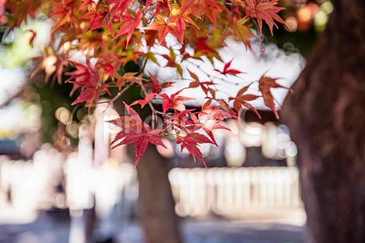 神社と紅葉の風景 紅葉,こうよう,秋の写真素材