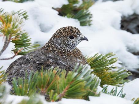 御嶽山初冠雪での雌のライチョウ ライチョウ,雷鳥,雌の写真素材